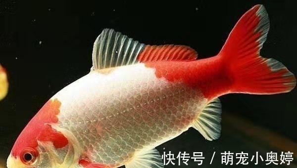 锦鲤|三大冷水鱼，草金鱼占了个不上不下的位置，给人鸡肋的感觉