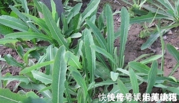 曲曲菜|它极为珍贵,钙锌含量是菠菜的5倍,路边常见却不受重视,可惜了