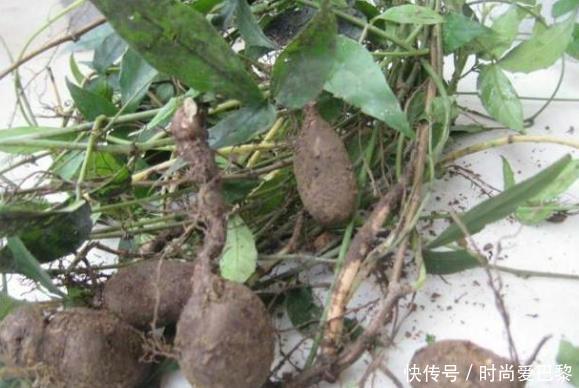 城里人|此野草被称为“抗癌野草”,在农村没人要,城里人却吃不到!