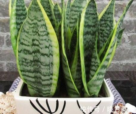 秋天室内过于干燥,不妨养上3种花,空气湿润,枝叶翠绿