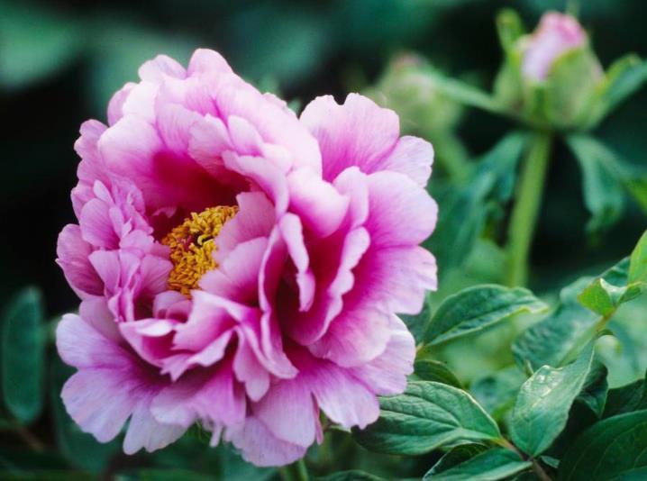 高手养牡丹,却能盆盆养得又大又美,原来是掌握了“4个套路”