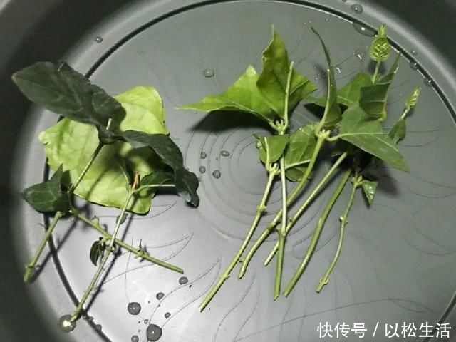 6月，最适合扦插的花，一插就活，大白根冒疯了