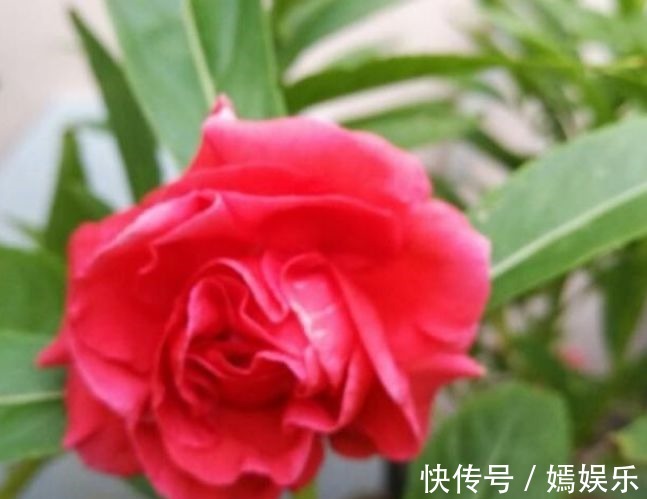 月季花|夏天最适合养4种花，花朵硕大、花香四溢飘满屋，美爆了