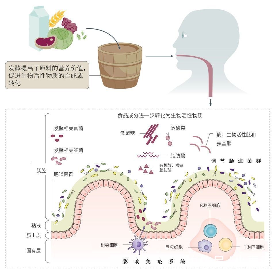 发酵食物里的健康密码 很多人都不知道