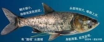 公开秘籍!“鲢鳙九阴真经”送给爱钓鲢鳙的你!