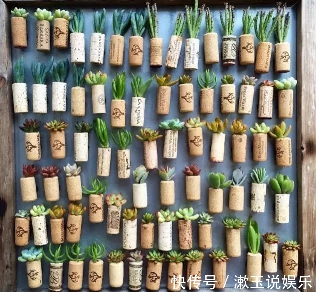 红酒塞|指甲盖大小的多肉你见过吗自己在家就能养出来,可爱到心颤!