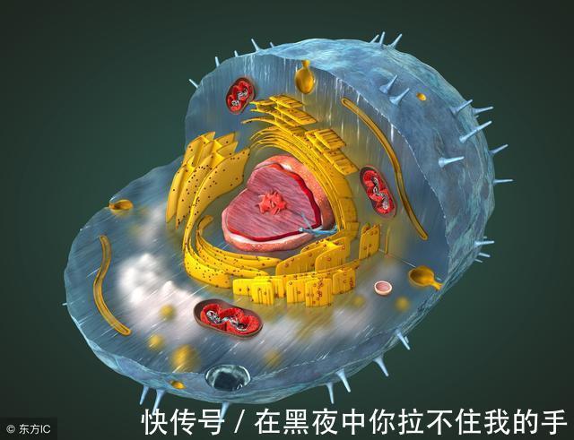 胰岛素|糖尿病人重大福音!挪威发现胰岛细胞可以自己转换身份分泌胰岛素