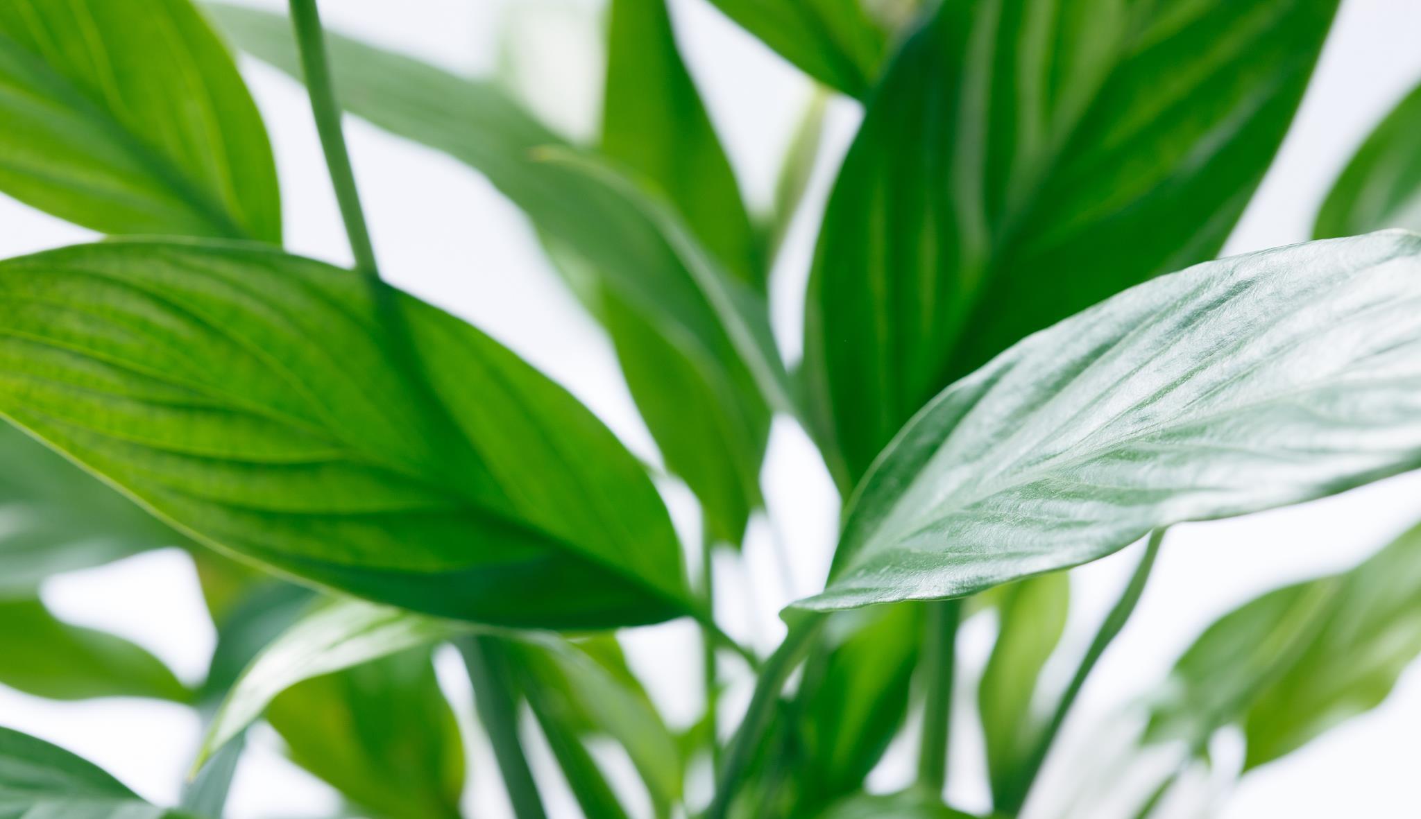 光照|喜阴的室内植物花卉有哪些