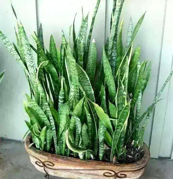 养虎皮兰不爆芽,2分钟学会一招,小芽密密麻麻长一盆