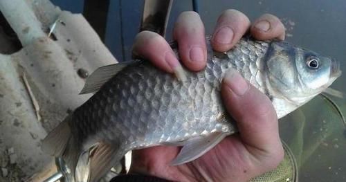 冬季野外钓鲫鱼,这3大原则值得遵循,让鲫鱼们争相上钩