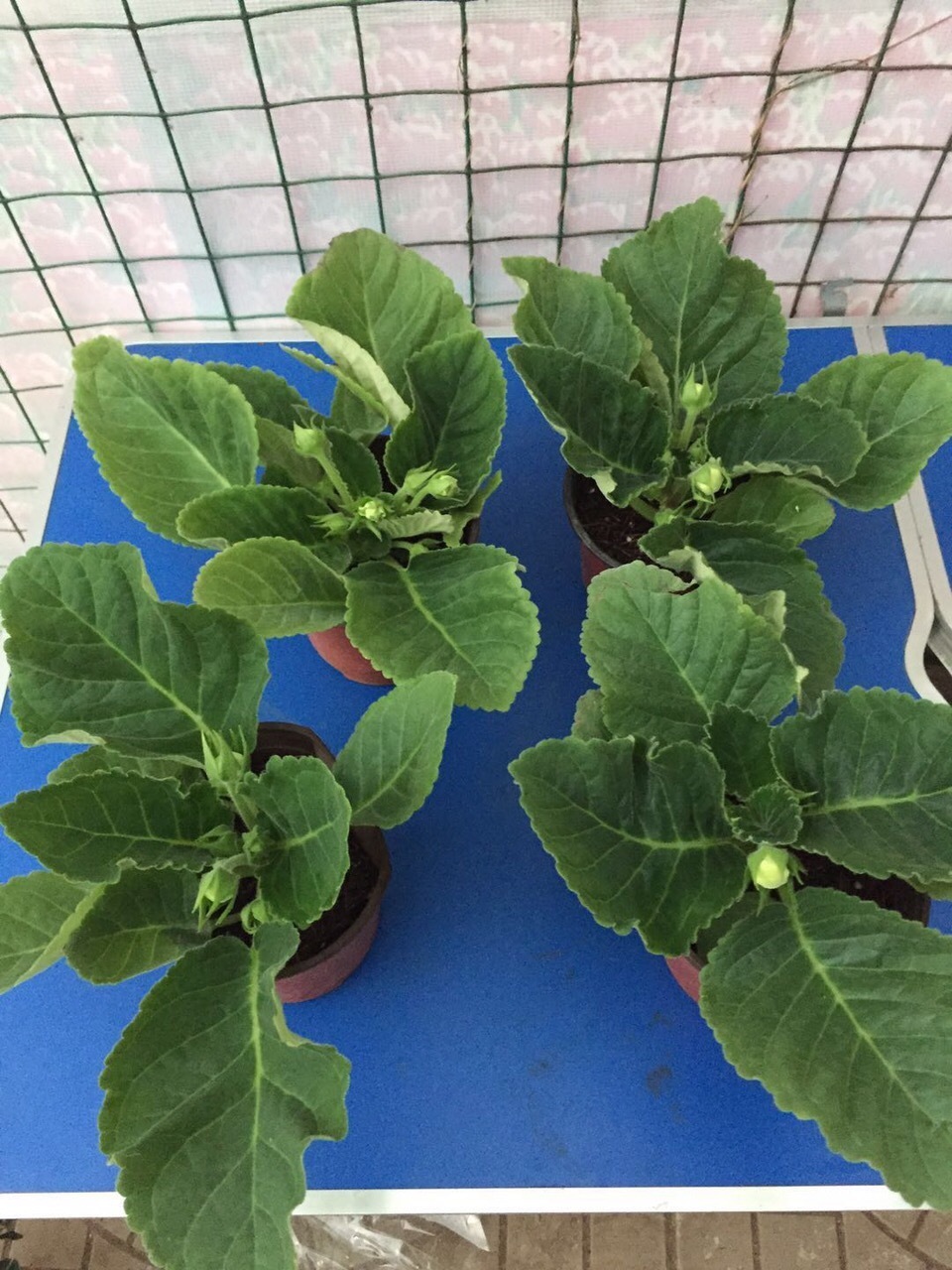 悄悄告诉你，此5种花，掐个叶就生根，懒人都能养开花