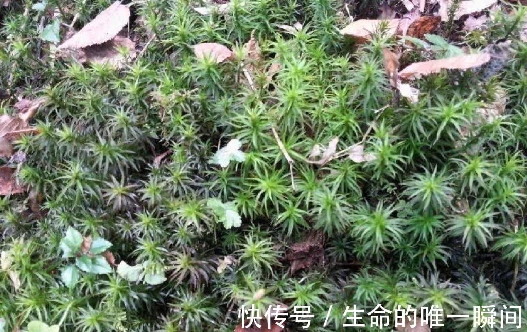 价值|虽然看起来是不起眼的野草,但其实这种野草的价值十分高