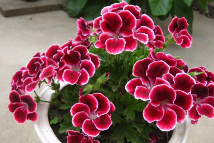 阳台上|阳台养天竺葵有技巧，掌握住3点，盆栽事半功倍