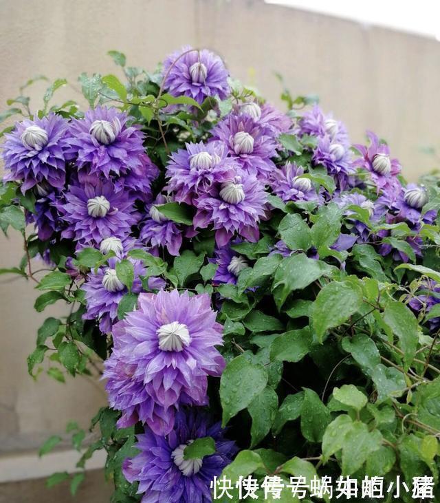 如果我有小院,一定会养这“3种花”,让小院变花园,年年看花