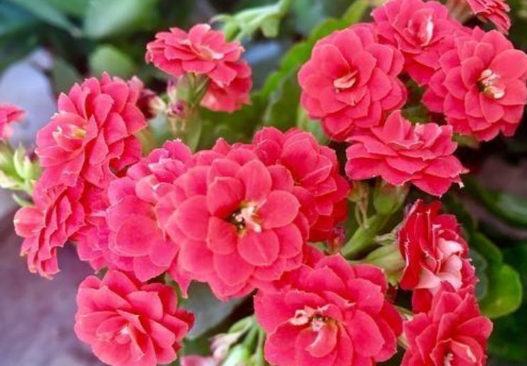 适合新手养的花,花大香浓,漂亮又喜庆,物美价廉,还很好养护