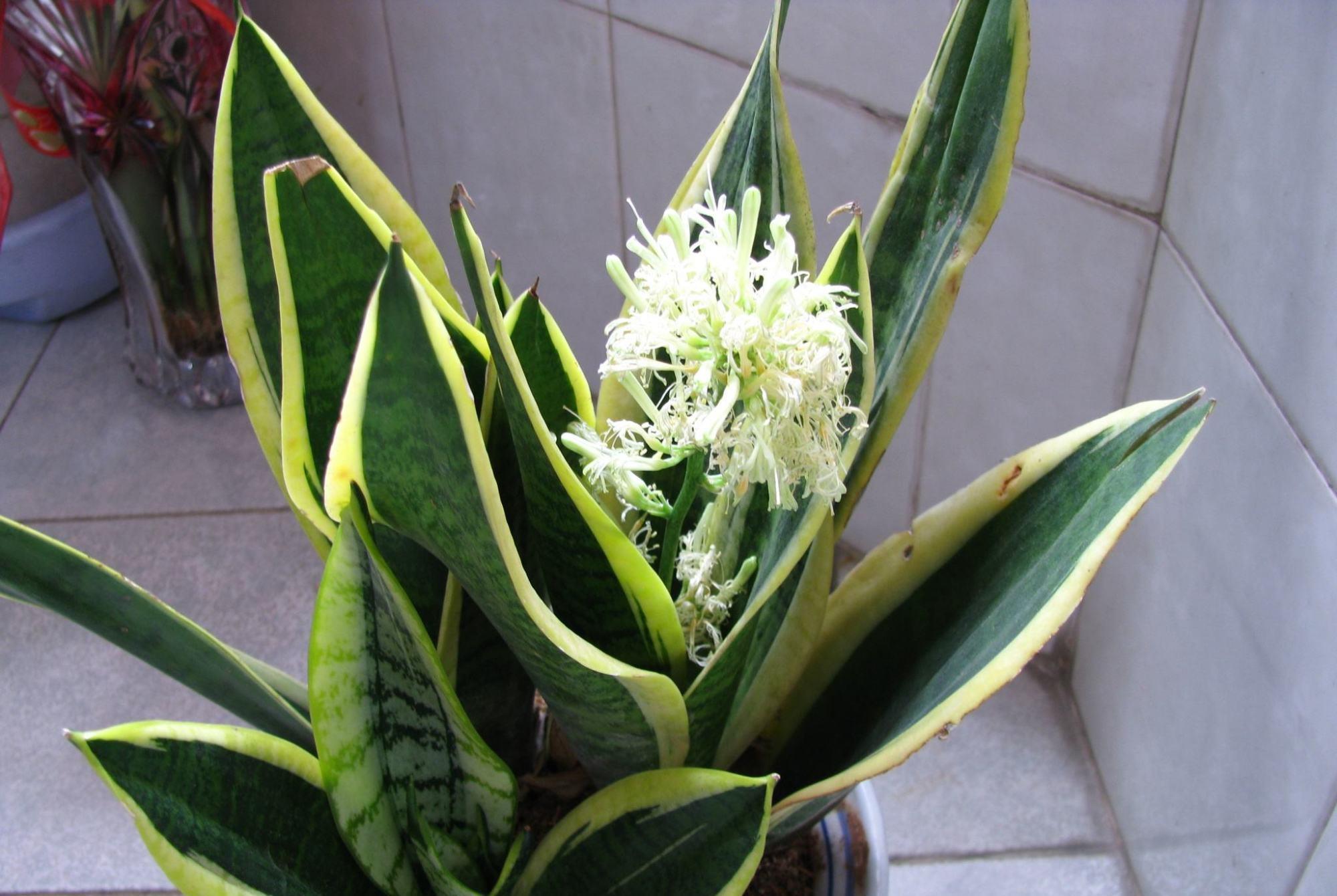 5种“喜阴花”,不要长时间晒太阳,屋外若有,抓紧搬进屋!