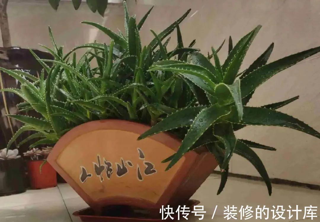 芦荟|8种花像“老母猪”,种一棵,生一窝,多得没地方养