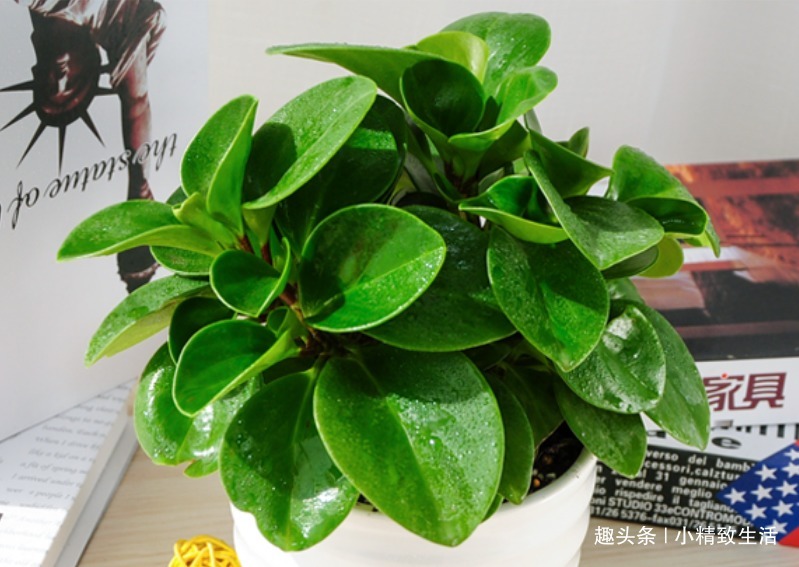 绿徒长|豆瓣绿长高忒难看,4招控制长势,砍上几刀,还能一盆变多盆