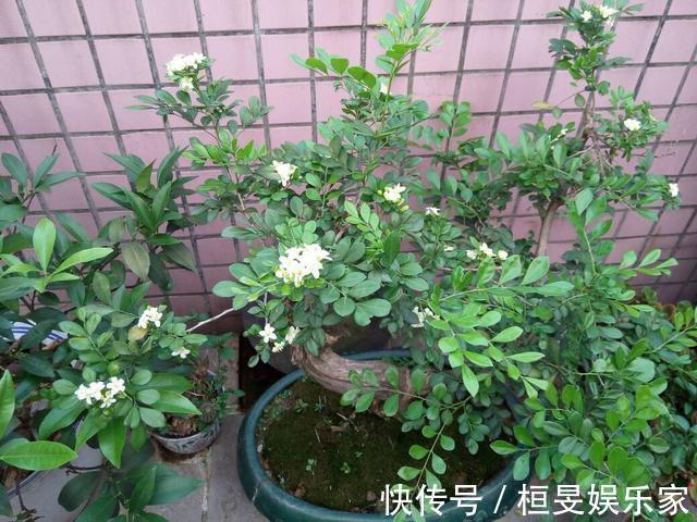 阳台养一盆它,比桂花栀子花还香,教你“3招”,长成盆景开满花