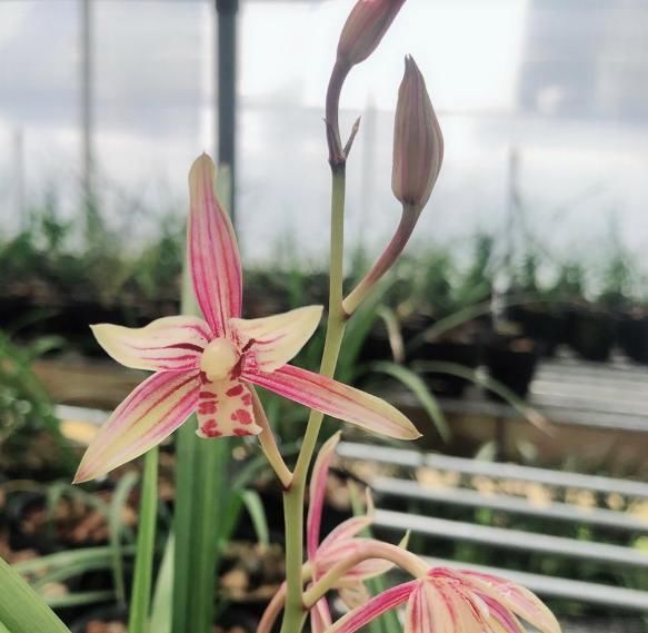  花迷|此兰花色似彩虹，花大色美，兰香醇正，花开之后满园香