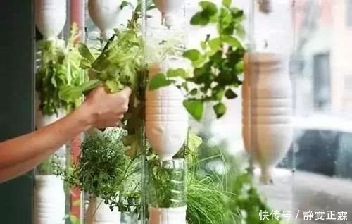 新叶|家里的废瓶用来养花,“噌噌”冒出大白根,新叶呼呼长不停