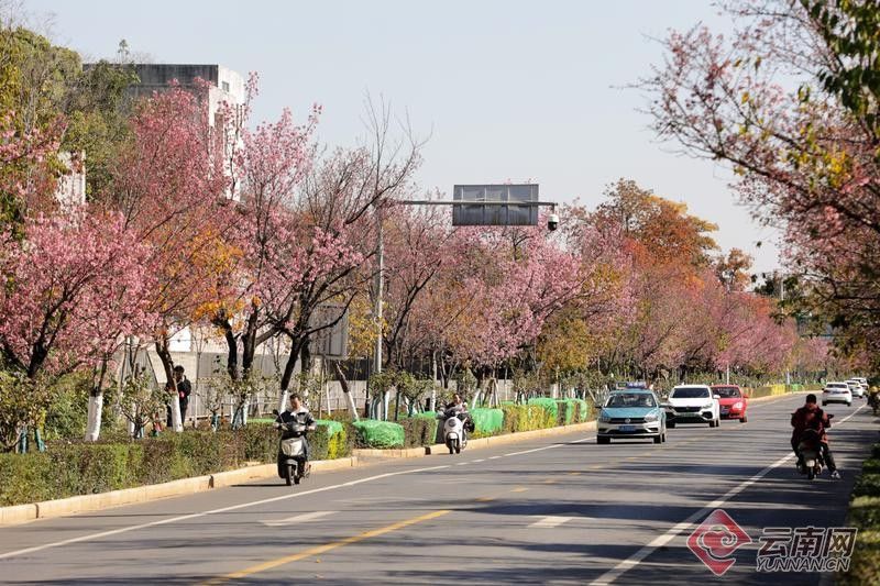 冬樱花|【组图】昆明红塔西路冬樱花盛放