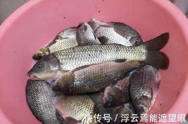 胡子鲶|神仙难钓阴阳天？其实不然，目标和钓法选好一样钓