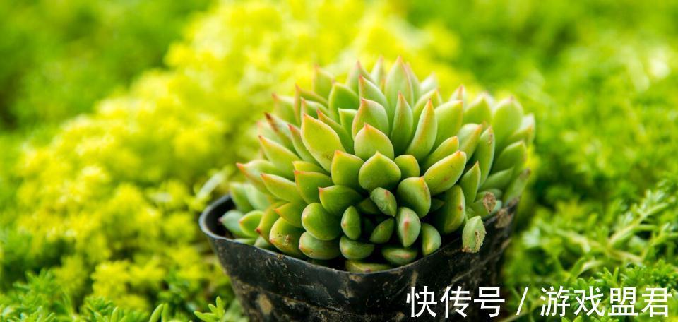 网上买的多肉回家怎么处理种植,多肉养护技巧