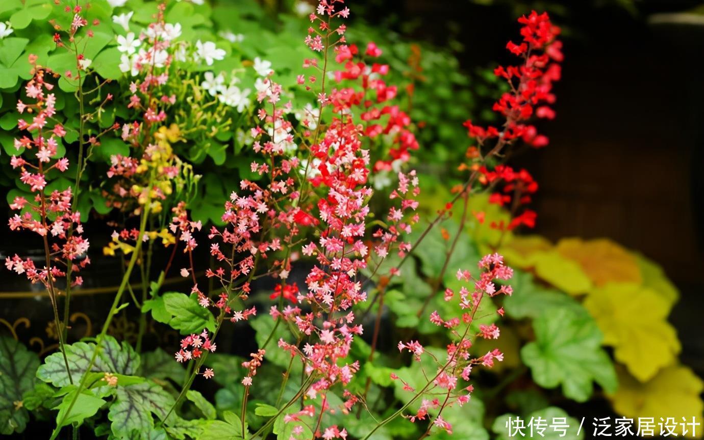 长得不好看？越冷越鲜艳，叶子七彩色，花叶具美的寒冬“颜值王”