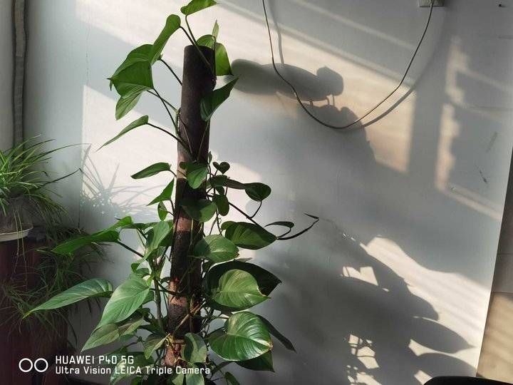 寒衣节&青未了/寒衣节思念逝去的亲人