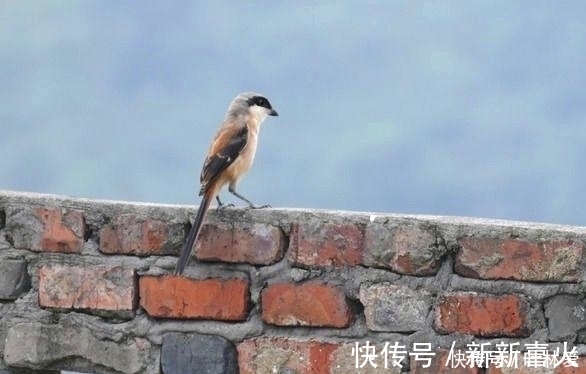 竹本|上联“竹本无心,奈何节外生枝”,下联看了想流泪