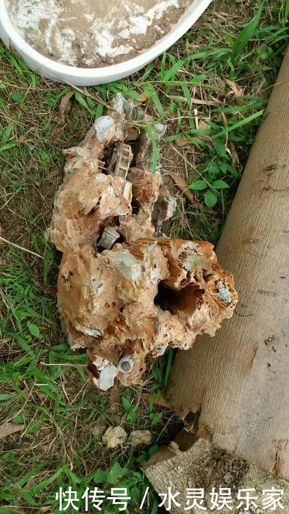 路边一堆“名贵花”,丢人也要捡,捡回家养2个月就开花!