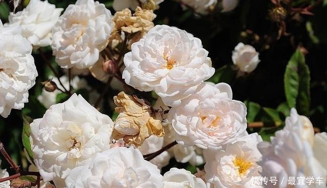 25款庭院月季推荐。助你打造五彩缤纷的庭院,丰花好养还能盆栽