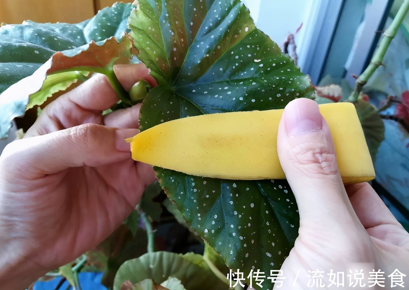 香蕉作为水果太寻常,但皮却是养花的好东西!