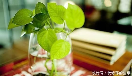 根系腐烂|快速解决栀子花、绿萝、吊兰、发财树烂根黄叶难题?1招搞定