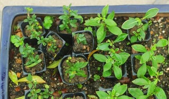 喜欢盆景就养它,1个枝能扦插,6月开花多又美,美过金枝玉叶