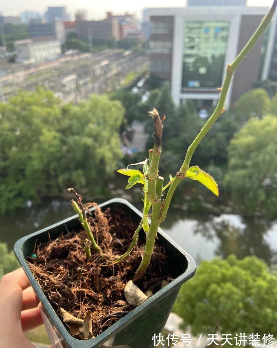 叶子|消灭月季“光杆”正当时，用对方法，15天新叶满满