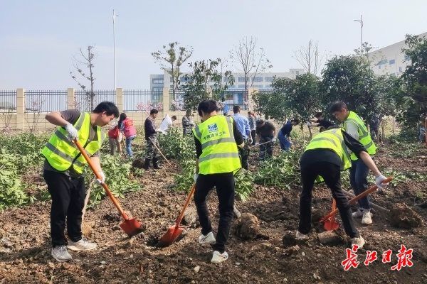 种下一片“先锋”林，憧憬一道青绿景