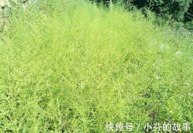 青蒿素|房前屋后的灵药摆在你面前, 会使用就再也不需要买药!
