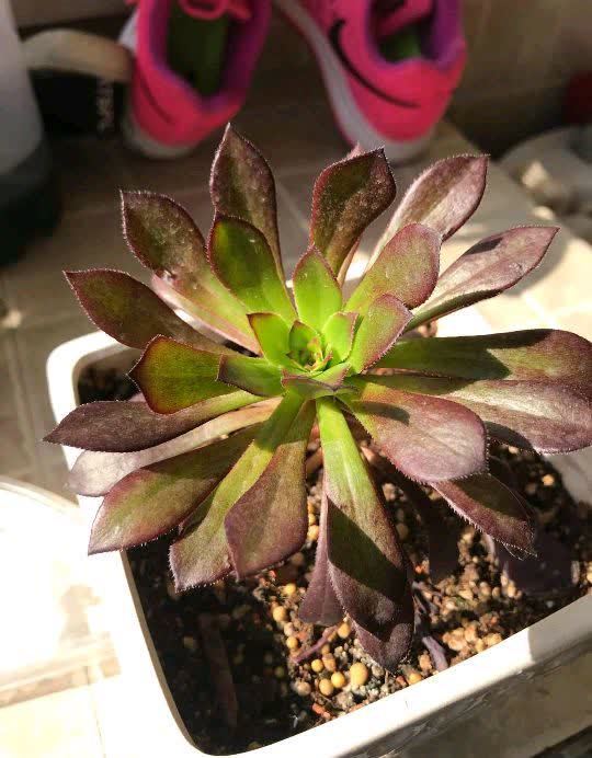 春天,这八种花剪个枝插土里就活,养养就开花,错过就要等明年了