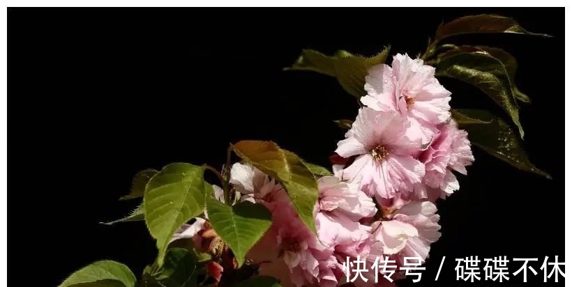 生肖狗|近段时间内，缘分与桃花昙花一现，真爱锦上添花的4个生肖