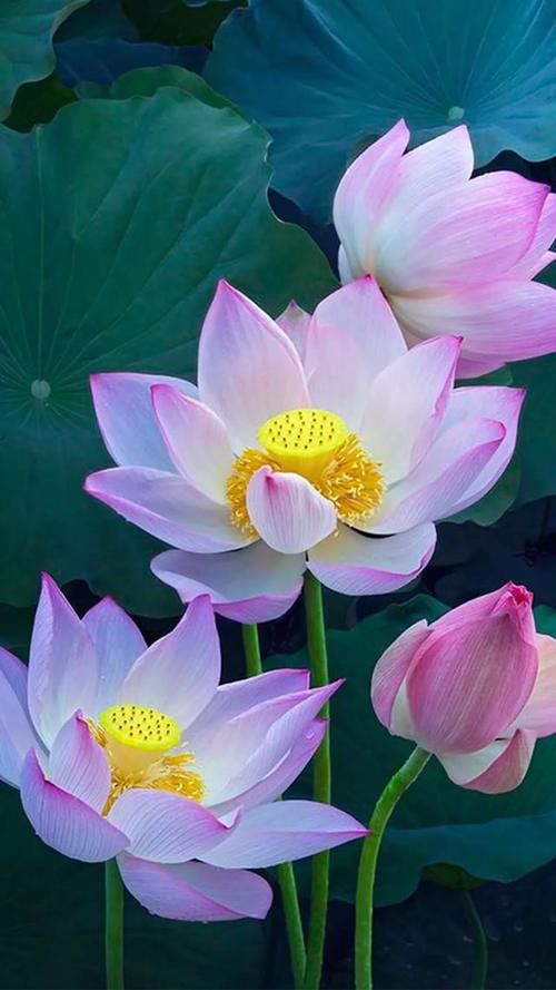 什么花最好看？