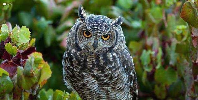 生商|“天命玄鸟,降而生商”中的“玄鸟”其实就是猫头鹰!