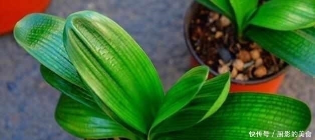 什么阿司匹林、维生素都不如“1块它”,掰碎扔盆里,壮根挤破盆