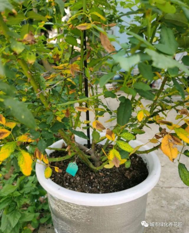 遮阴网|月季花的叶片发黄脱落，嫩芽没焦枯，枝条也没问题，想知道原因