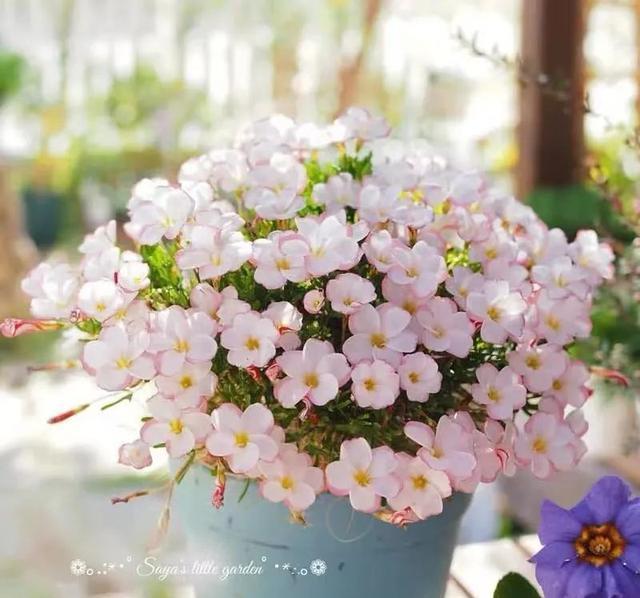 6种便宜花,好养又容易爆盆,春天养几盆,开花多到爆,漂亮极了