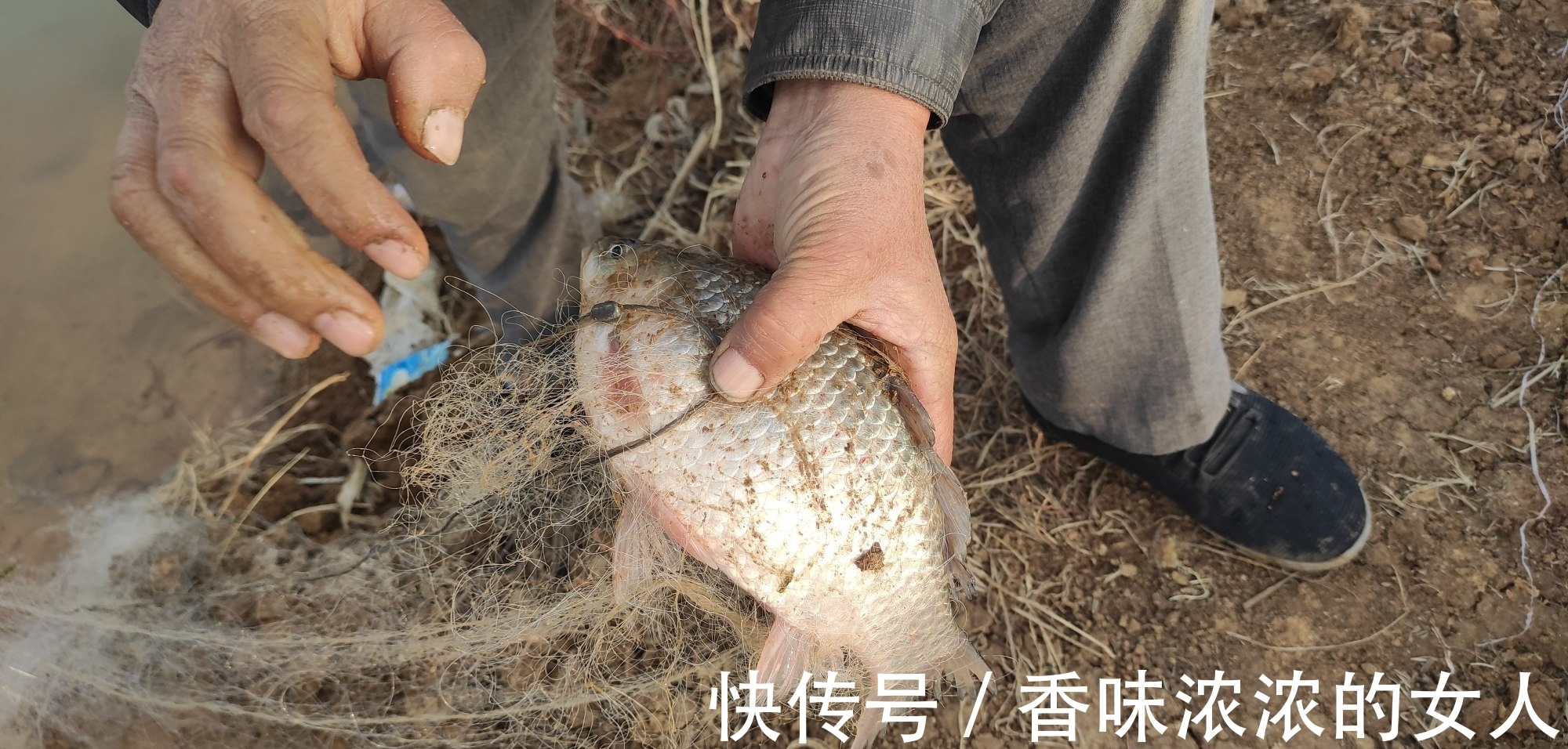 窝子|野钓难得一遇的“奇遇”半斤大鲫鱼排队咬钩，抓住机会你也行