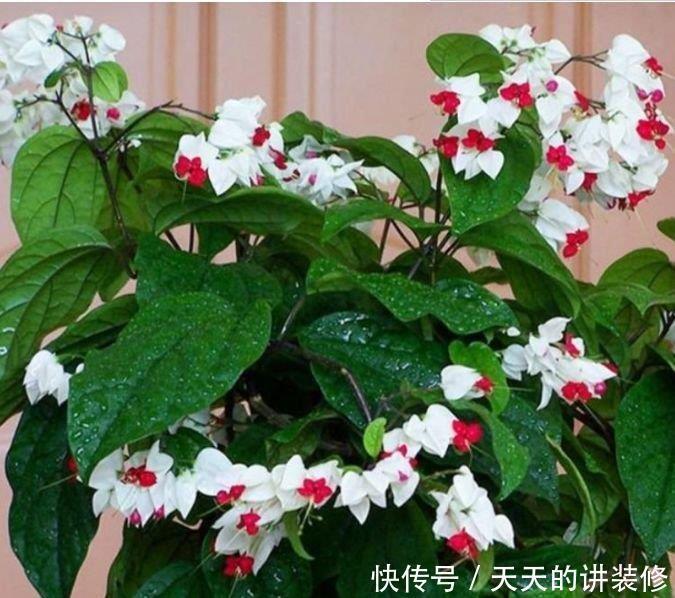 4种花谁见了都喜欢,婀娜多姿,花朵漂亮,美爆阳台