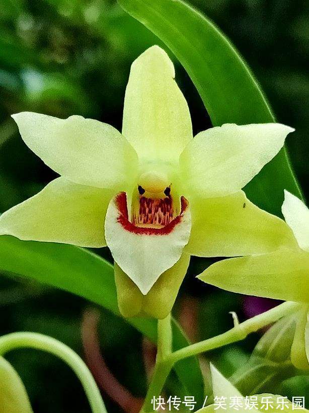 深山老林的美艳石斛,原来在家也能养,使劲洒水就猛长!