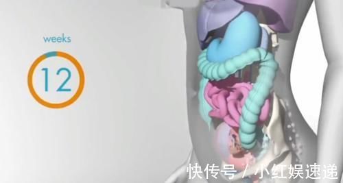 妈妈|怀胎十月,胎儿把妈妈的内脏挤哪去了?十张过程图带你了解